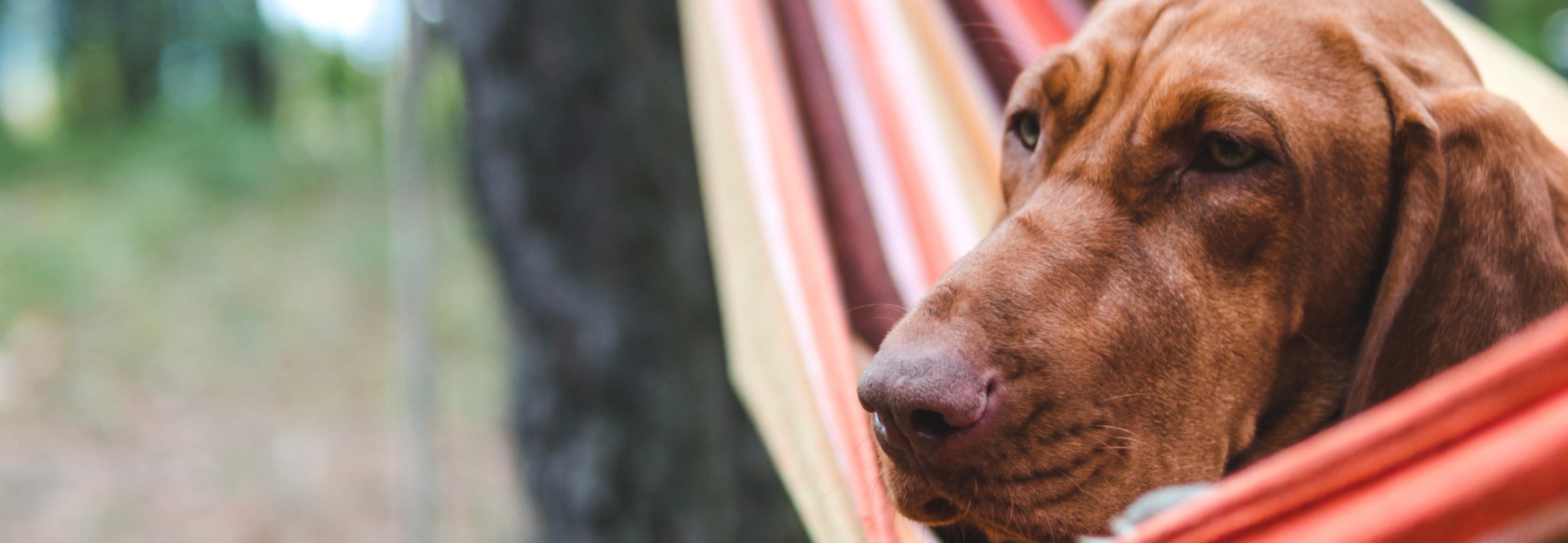 Dog Boarding Resort Relaxing Dog Wide Image