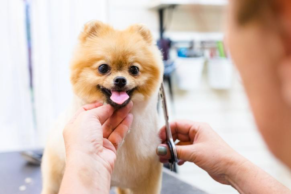 Bath, Brush, Blowout Dog Haircut