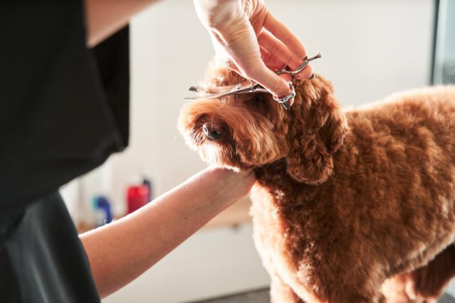 Mini Groom, hand trimming, bath, blowout