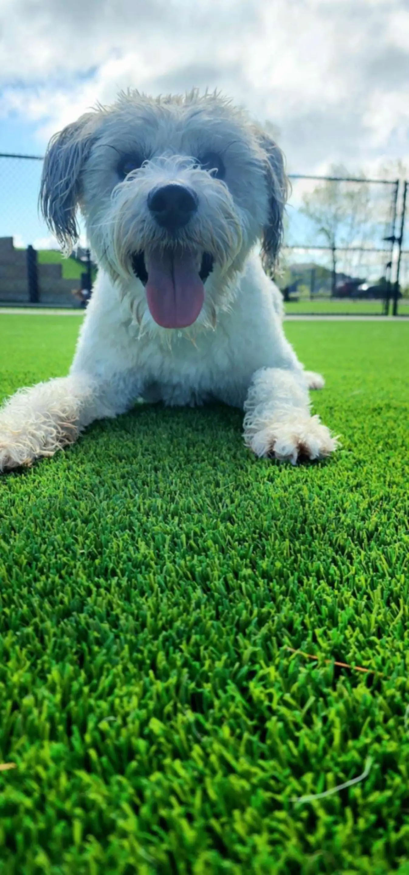 Clear Creek Iowa City Dog Resort