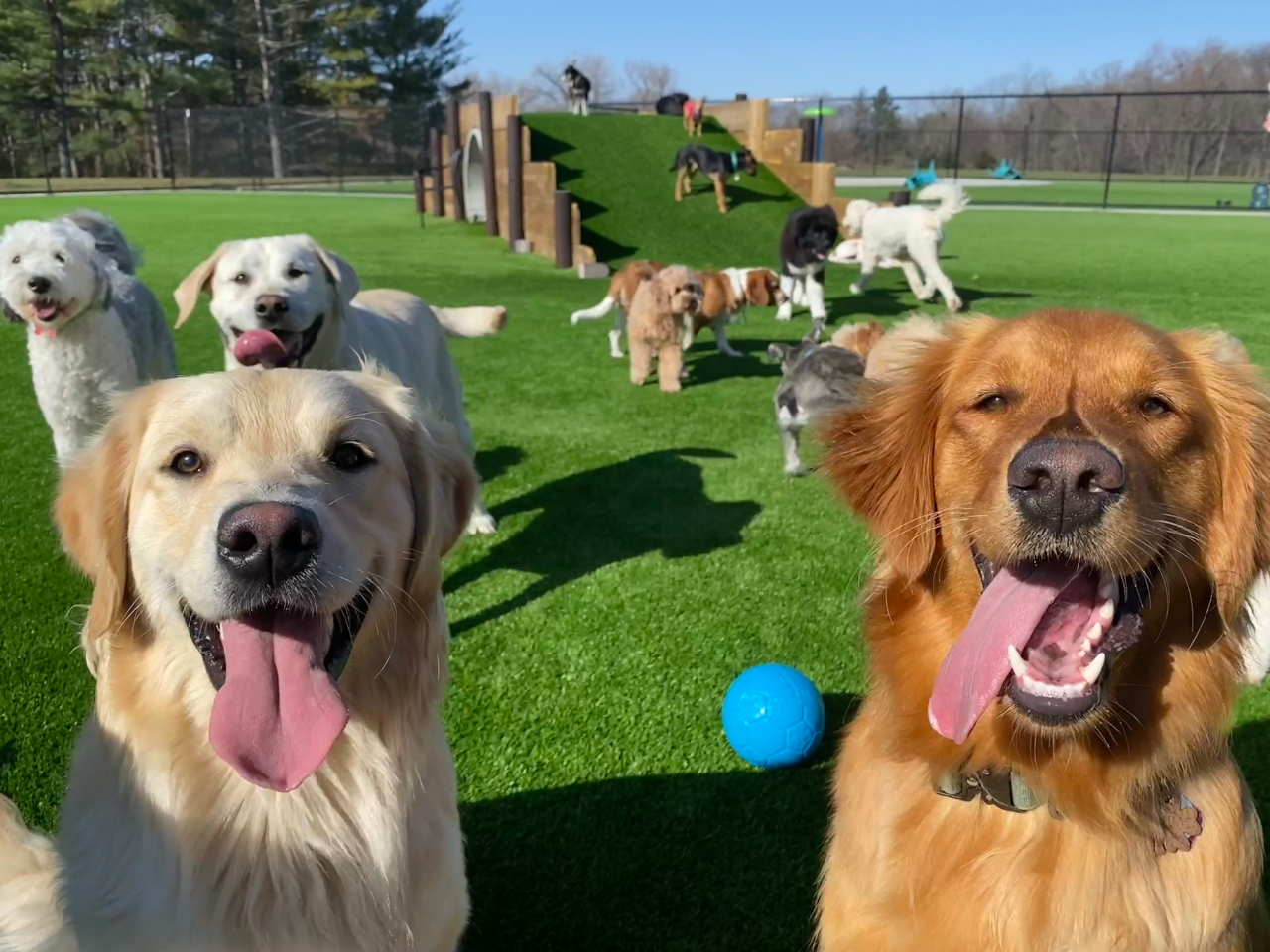 Happy Dogs at Play Image 1